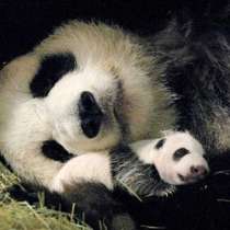 Гигантска панда се роди във Вашингтонския зоопарк