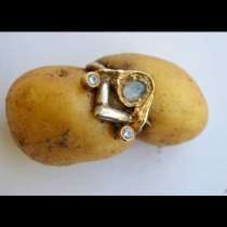 Златен пръстен прорасна на картоф