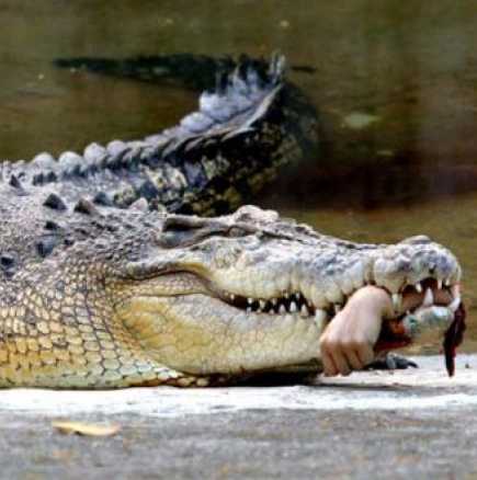 Крокодил закуси с 26-годишен мъж 