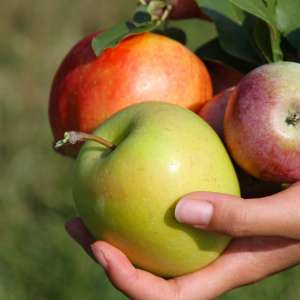 Как да запазим и съхраним ябълките за зимата. Рецепти с ябълки