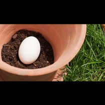 Един видях съседа да заравя гнило яйце в лехата с цветята. Реших, че му хлопа дъската, но след броени дни... феноменално!