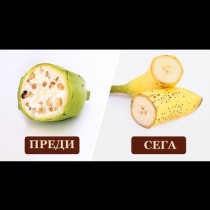 Невероятно, познах само банана! Как са изглеждали любимите ни плодове и зеленчуци, преди да ги култивираме? (Снимки)