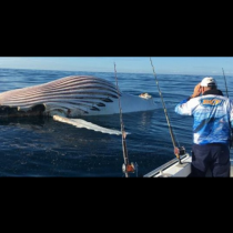 Кошмарно чудовище изплува в морето и хвърли в паника моряците... Вижте снимка на звяра тук: (СНИМКА)