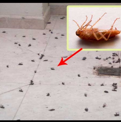 Това е най-ефективният начин за тоталното премахване на всички хлебарки в дома ви! Завинаги!