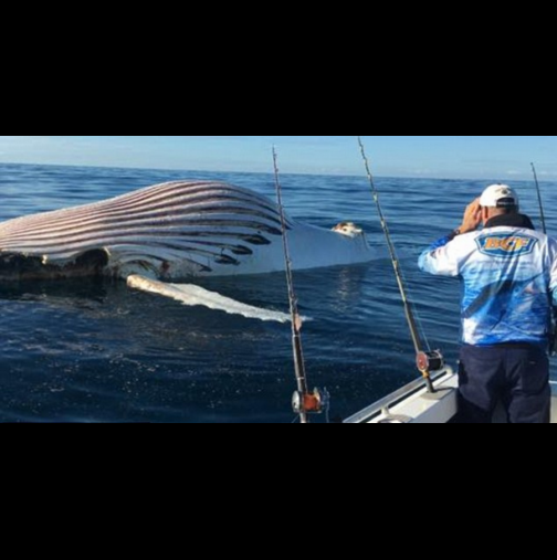 Кошмарно чудовище изплува в морето и хвърли в паника моряците... Вижте снимка на звяра тук: (СНИМКА)