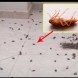 Това е най-ефективният начин за тоталното премахване на всички хлебарки в дома ви! Завинаги!