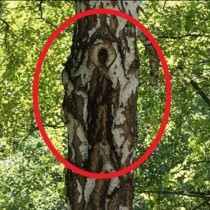 Образът на Света Богородица се появи на кората на дърво