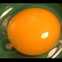 Това лепкаво нещо на яйчения жълтък е по-важно, отколкото си мислите! Повечето хора нямат представа защо!