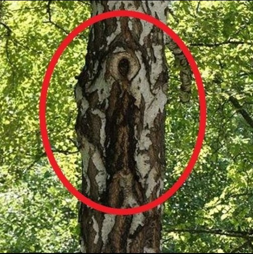 Образът на Света Богородица се появи на кората на дърво