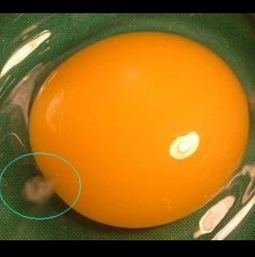 Това лепкаво нещо на яйчения жълтък е по-важно, отколкото си мислите! Повечето хора нямат представа защо!