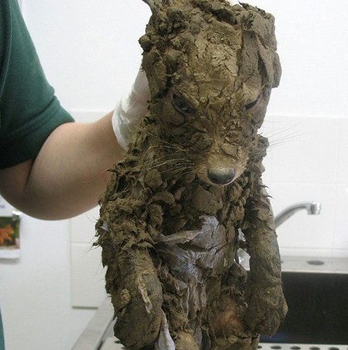 В калта намериха мистериозно животно: Когато го измили, се изумили, защото това не било куче