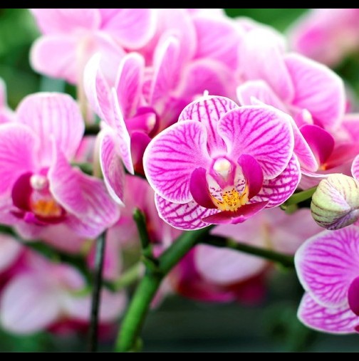 Правила при отглеждане на орхидеи-Как да я накарате да цъфне по-лесно