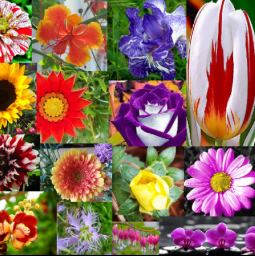 Всяка зодия има цвете-талисман, което трябва да си гледате вкъщи, за да ви пази. Ето кое е вашето