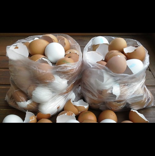 Комшийката ми събира черупки от яйца. Да, звучи смахнато, но само като надникнах в дома й, ахнах от изумление! (Снимки)