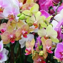С този трик орхидеята ви ще разцъфне моментално! Пробвайте още днес