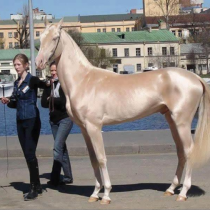 Снагата му сякаш е изваяна от чисто злато! Най-красивият кон в света те кара да затаиш дъх - буквално! Вижте и ще се съгласите: (Снимки)