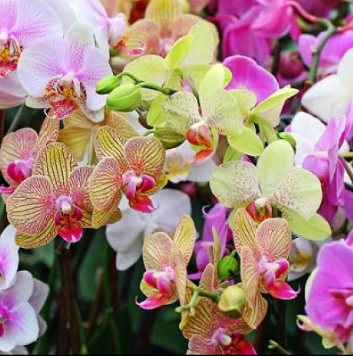 С този трик орхидеята ви ще разцъфне моментално! Пробвайте още днес