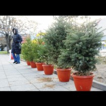 Пуснаха елхи за Коледа: Ето какви пари ще дадете, ако искате дръвче в саксия