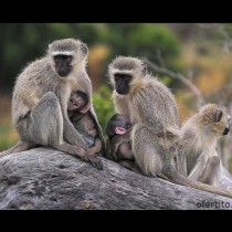 Тези женски маймуни правят нещо много интересно, за да могат мъжките да ги спечелят