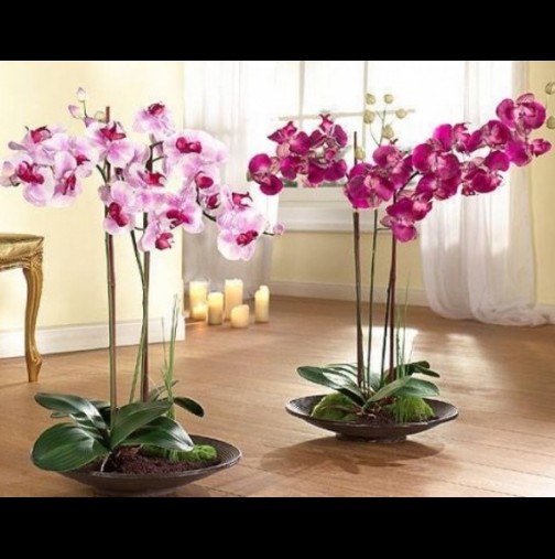 Ето как от една орхидея да си направим цяла градинка? Цветари ни разкриха тайната! (видео)