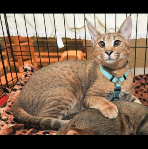 Запознайте се с котката Деми Мур, която струва повече от една лека кола
