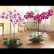 Ето как от една орхидея да си направим цяла градинка? Цветари ни разкриха тайната! (видео)