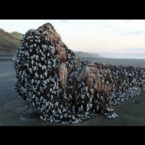 Мистериозен обект на плаж в Нова Зеландия след земетресението: Океанът изхвърлил нещо, а никой не знае какво е (Снимки)