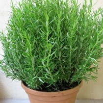 Това растение в дома ви гарантира добро здраве! Поглъща вредните лъчения и има мощни антиоксидантни свойства!