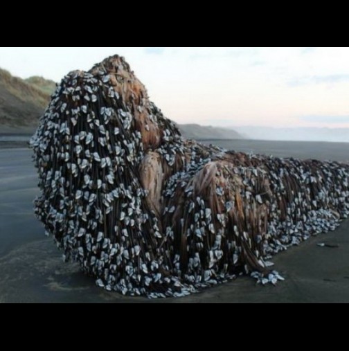 Мистериозен обект на плаж в Нова Зеландия след земетресението: Океанът изхвърлил нещо, а никой не знае какво е (Снимки)
