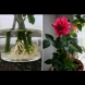 Подариха ми роза на букет, а аз си я засадих в саксийка. Сега ще ви разкрия как да си прихванете корен от това красиво цвете