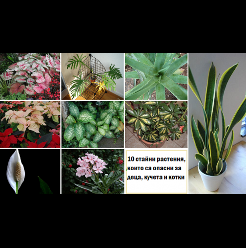 Това са 10-те най- опасни растения за децата и домашните любимци. Помислете пак преди да ги оставите вкъщи (снимки)