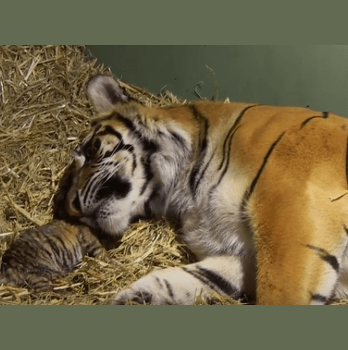 Камерата заснема уморена тигрица след раждане, когато оператор забелязал това