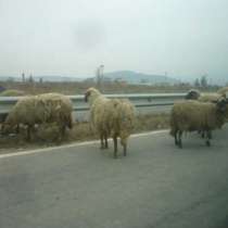 34 овце загинаха при сблъсък с кола 