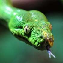 Змия \