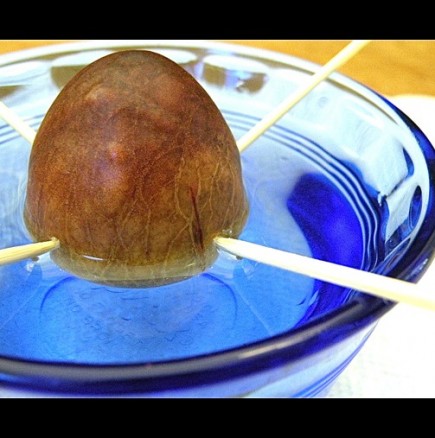 Как да си отгледаме авокадо у дома