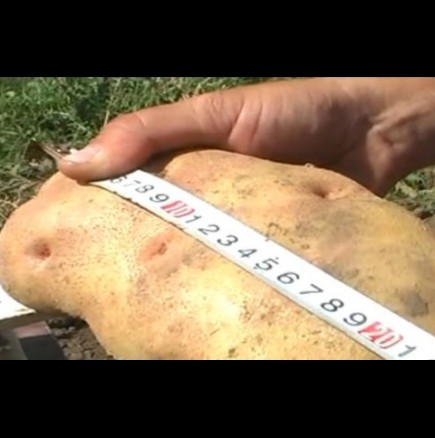 Отгледаха български картоф гигант!