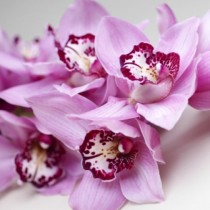 Ако пресадите по този начин орхидеята, цъфтежът й е гарантиран. Тайна, която ни разкриха известни цветари