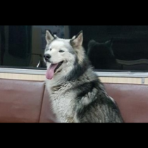 Това куче трогна софиянци, за часове направиха кампания за издирването му
