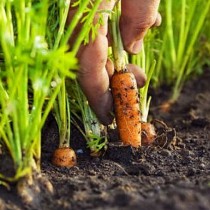 Как да постигнем по- богата реколта моркови с минимални усилия. Уникален метод за поникване до 3-тия ден