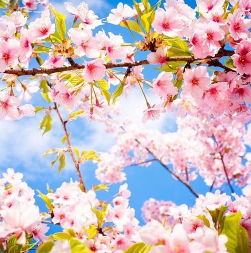 Новите пролетни любовни късметчета! Проверете, как ще ви върви през най-красивия сезон