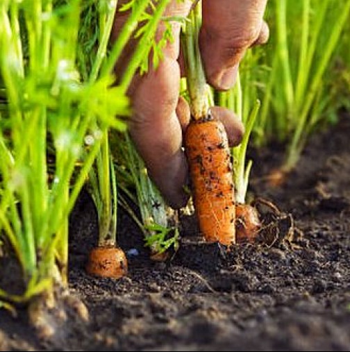 Как да постигнем по- богата реколта моркови с минимални усилия. Уникален метод за поникване до 3-тия ден