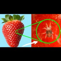 Всички любители на ягодите трябва да са наясно с тези опасности, които крие сладкия плод