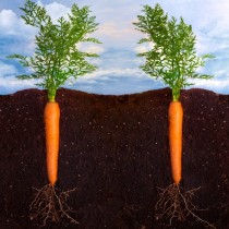 Лесен начин, за по-богата реколта от моркови с минимални усилия и без оредяване