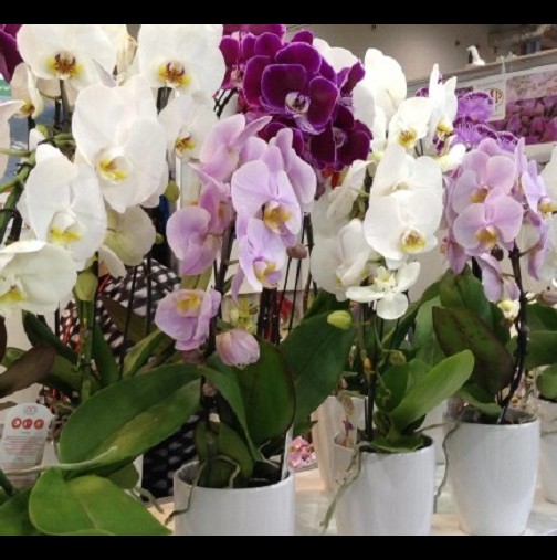 Жена, която се занимава с орхидеи от 13 години, ми сподели тайната на лесното разсаждане