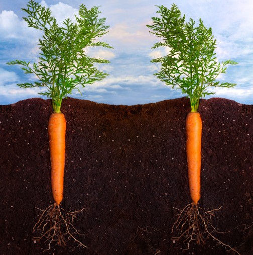 Лесен начин, за по-богата реколта от моркови с минимални усилия и без оредяване