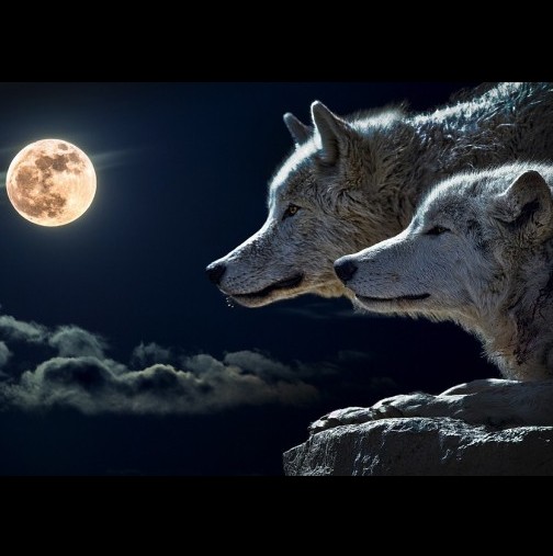 Приказка за двата вълка-Четете за 10 секунди, помните цял живот!