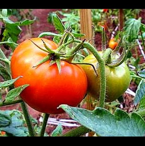 2 подправки и ще имате реколта като за цяло село, ще се чудите какво да правите с толкова домати