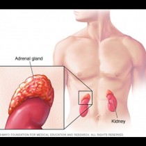 Когато надбъбречните жлези не функционират както трябва, ще имате ето тези проблеми