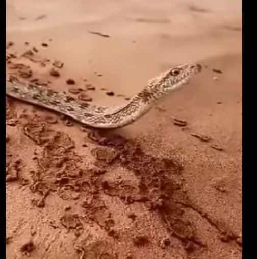 Човек засне на видео, как дава вода на жадна змия насред пустинята