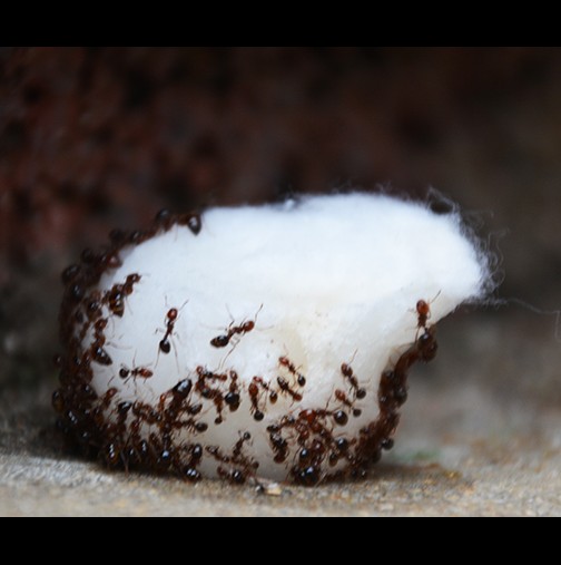 Служител във фирма за борба с вредителите разкрива тайната: Направете това и никога повече няма да видите мравки във Вашия дом!